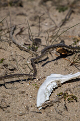 Deer jaw bone in the forest