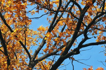 autumn trees against sky