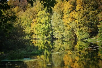 Fototapeta premium autumn forest reflection