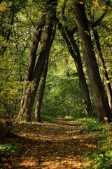 Fototapeta premium footpath in the woods