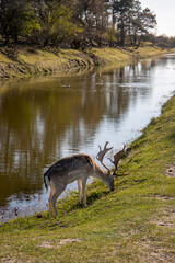 Wild deer near river