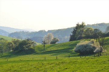 Fototapeta premium Hügelige Landschaft mit blühenden Bäumen.