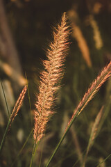 Macro photo of fluffy grasses in the wind , blurred, selective focus.