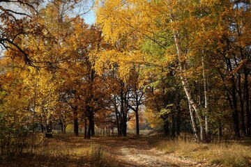 Naklejka premium autumn trees in the park
