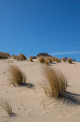 Grass in the dunes