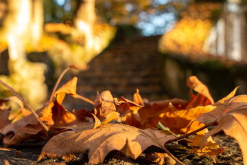 stairway in the urban park and fallen leaves from trees in autumn