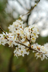 Obraz premium blooming cherry branch in spring against the background of a blurred forest