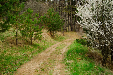 dirt road in the spring forest on the background of green fir trees