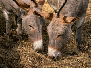 Two donkeys eating dry hay, close-up of heads