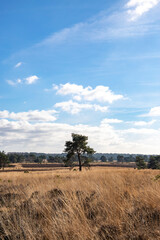 Single tree on a meadow