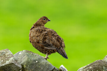Red Grouse, Scientific name: Lagopus Lagopus. Alert red grouse in rainy weather, stood on a drystone wall and looking backwards.  Close up. Clean, green background. Space for copy.  Horizontal.