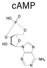 Cyclic adenosine monophosphate or cAMP second messenger molecule. Plays role in intracellular signal transduction. Skeletal formula.