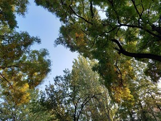 Fototapeta premium trees and sky