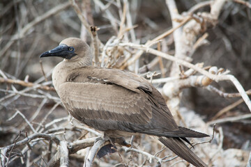 Red-Footed Booby - Galapagos