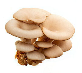 Oyster mushrooms - Pleurotus ostreatus  isolated on a white background