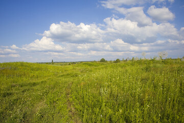 Fototapeta na wymiar Landscape with green field and cloudy blue sky