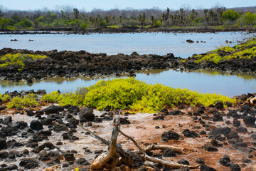 Landscape - Galapagos