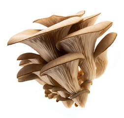 Oyster mushrooms - Pleurotus ostreatus  isolated on a white background