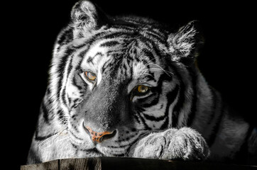 Black and white strippet tiger, symbol of 2022 year 