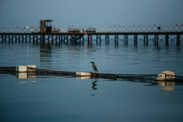 Fototapeta premium pier in the sea