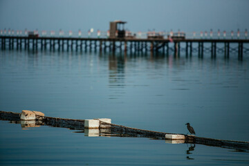 Obraz premium pier in the sea