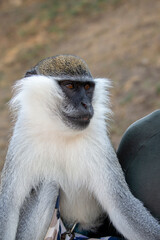 Portrait of a tamed monkey, dwarf green monkey vervet (Chlorocebus pygerythrus) from the order of primates