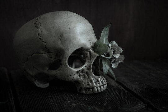 A human skull in profile with henbane flowers in the eye socket on a dark table. Deadly Devil flower. Vanitas