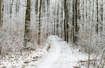 Obraz premium Morning hoarfrost in the forest. Świętokrzyskie, Poland.