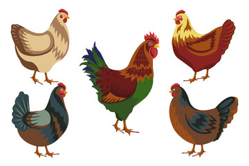 Chicken birds collection. Set of poultry clip. Vector illustrations of domestic chickens on white background. Cartoon chick isolated.