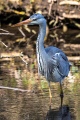 Grey heron, Ardea cinerea, a massive gray bird wading through a flat lake searching for fish