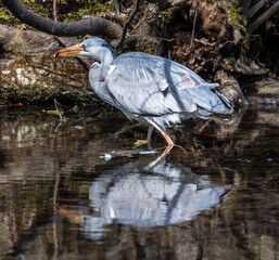 While fishing in the moving water a grey heron, Ardea cinerea successfully caught a fish.