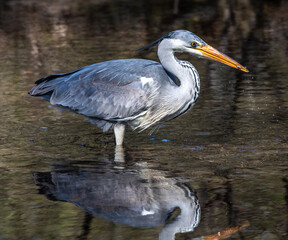 While fishing in the moving water a grey heron, Ardea cinerea successfully caught a fish.