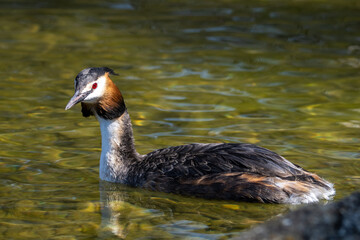 Great Crested Grebe, Podiceps cristatus with beautiful orange colors, a water bird with red eyes.