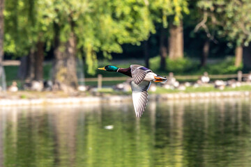 Wild duck or mallard, Anas platyrhynchos flying over a lake in Munich, Germany