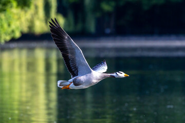 The bar-headed goose, Anser indicus flying over a lake in English Garden in Munich