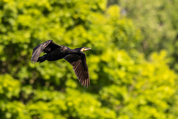 The great cormorant, Phalacrocorax carbo flying in the air