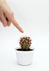 Home cactus in a white pot on a white background and a human finger touching the cactus needles. Small decorative cactus with pink needles. Vertical photo of a cactus on a white background