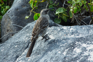Galapagos Flycatcher