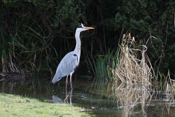 Grey heron peek
