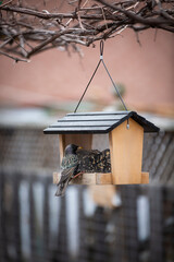European Starling bird sitting on a bird house