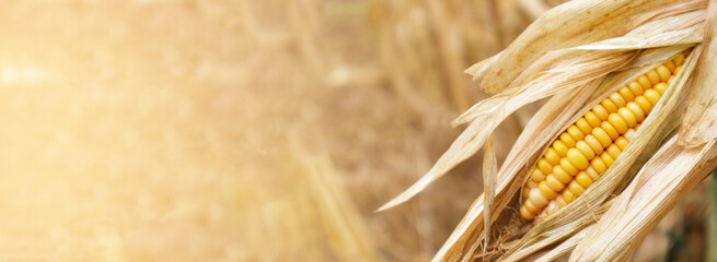 Corn pods on the plant in maize field