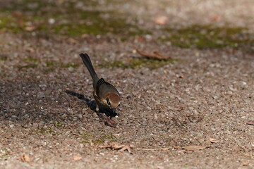 bull headed shrike hunts an earthworm