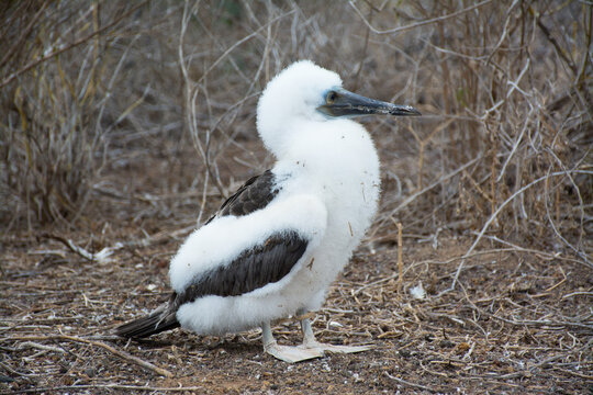 Blue-footed Boody - Youngster