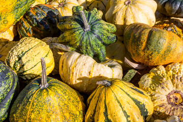 Zierkürbisse (Cucurbita pepo) im Herbst