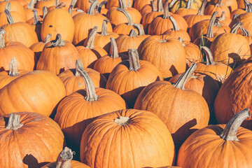Zierkürbisse (Cucurbita pepo) im Herbst