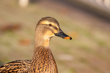 Stockente