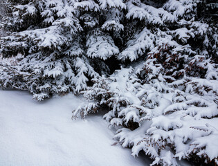 534-03 Conifer Snow