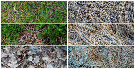 Set of natural textures. Nature objects close-up: grass, moss, foliage of plants, hoarfrost and snow. Collection of panoramic backgrounds for design.