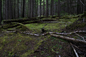 Inspiration Woods Trails, Mt Revelstoke National Park in British Columbia, Canada