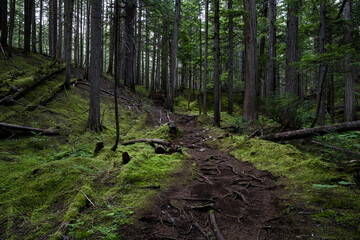 Inspiration Woods Trails, Mt Revelstoke National Park in British Columbia, Canada